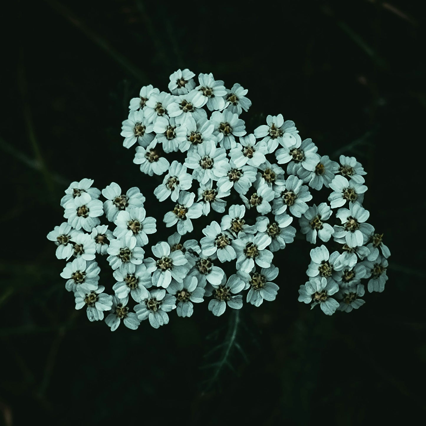 500 Yarrow seeds (Achillea millefolium)