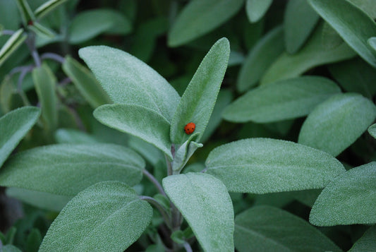 100 Sage Seeds (Salvia officinalis)