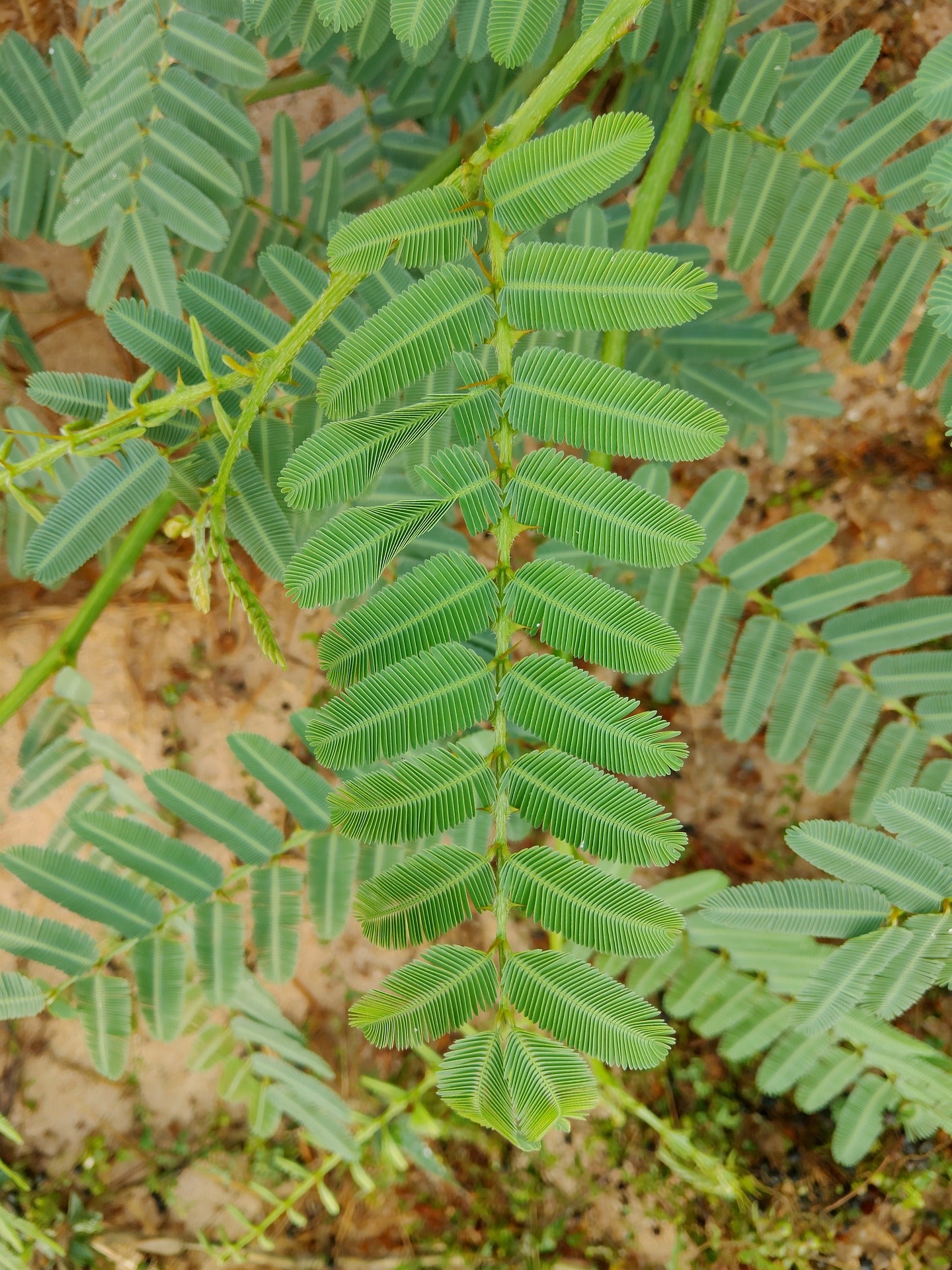 100 Humble/Sensitive Plant Seeds (Mimosa Pudica)