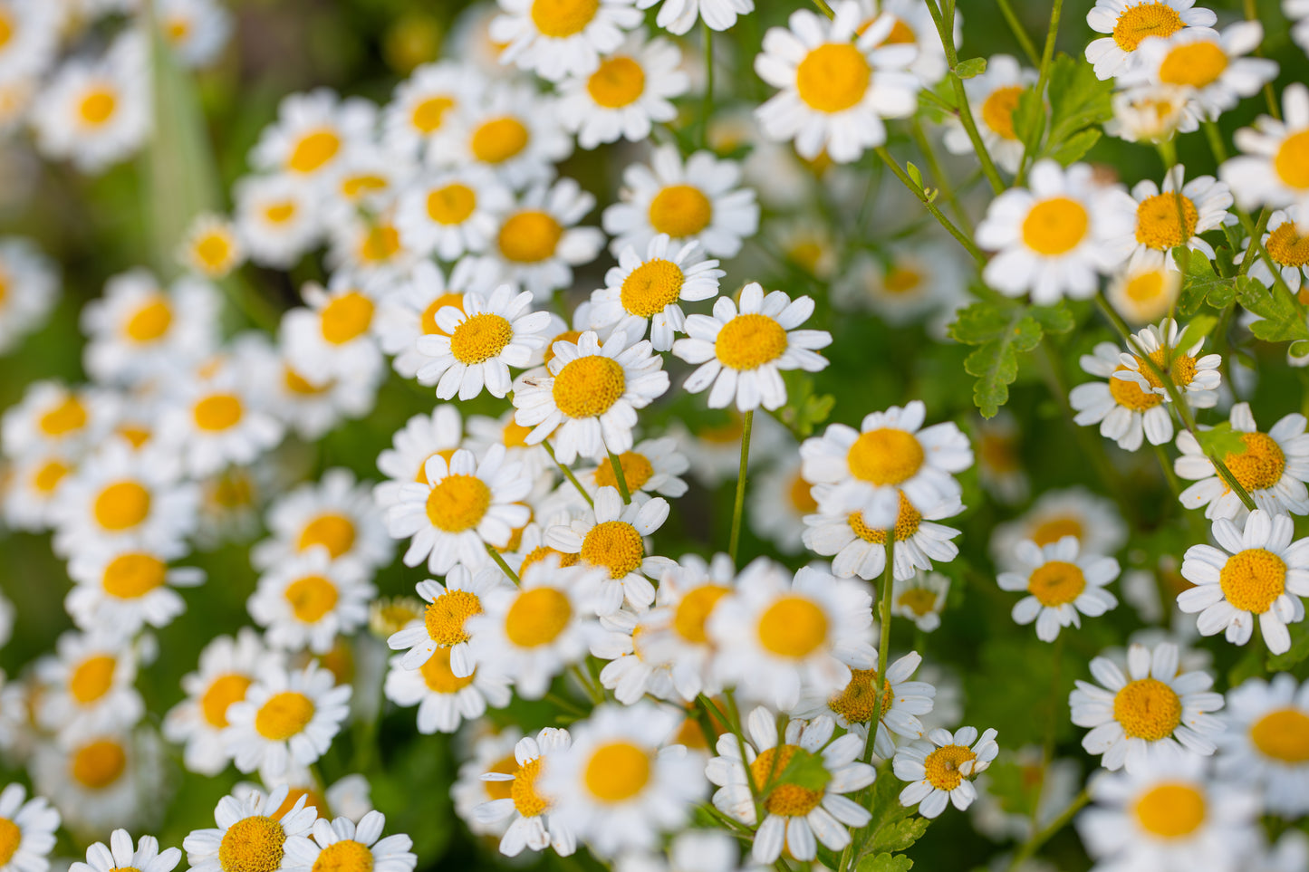 100 Feverfew Seeds (Chrysanthemum parthenium)