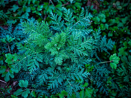 200 Wormwood Seeds (Artemisia absinthium)