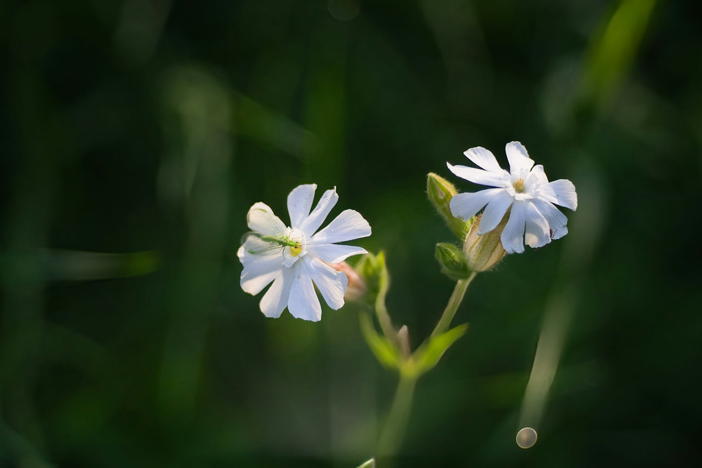 10 Xhosa African Dream Root Seeds (Silene capensis)