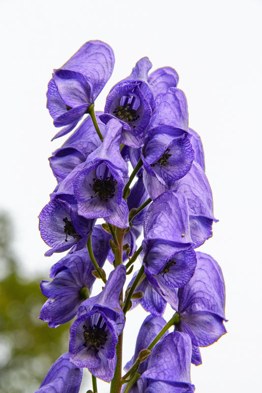 10 Aconite (Monkshood) Seeds - (Aconitum napellus)