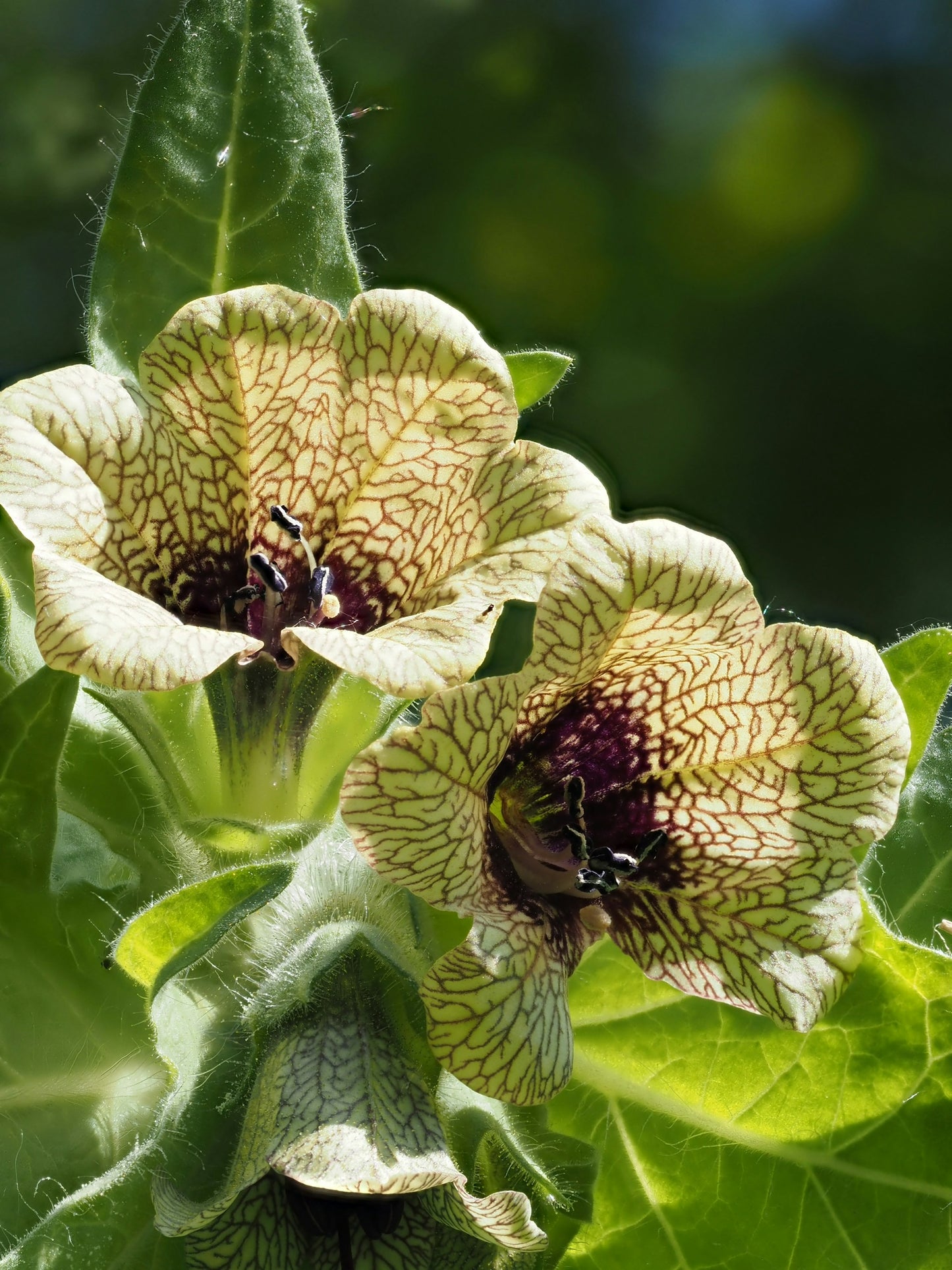 100 Henbane seeds (Hyoscyamus niger)