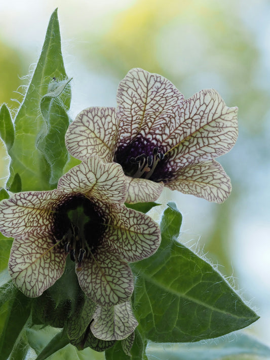 100 Henbane seeds (Hyoscyamus niger)